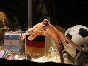 الاخطبوط بول 