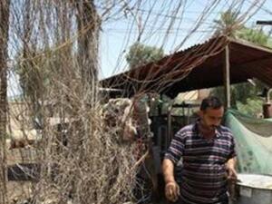 رجل يمر باسلاك موصلة بمولد محلي في بغداد
