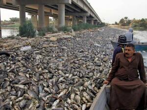 نفوق الأسماك في بابل وبقية المحافظات العراقية