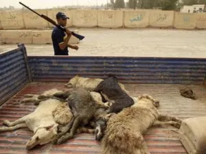 عراقي يصطاد الكلاب الضالة 
