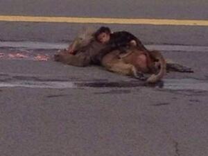 Crowds formed as the baby monkey wept over his mothers death. {sabq]