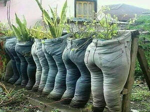 بنطلونات مزروعة