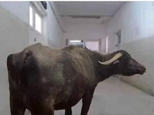 جاموسة تثير الجدل وتتفقد المرضى في مستشفى سوهاج في مصر