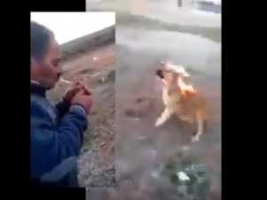 اشعال الكلب بعدها اشعال السيجاره