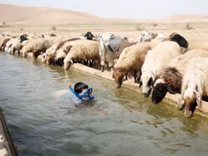 The reported ban might have been put in place due to increasing levels of chemical pesticide residues in Jordan's agricultural products. (AFP/ Menahem Kahana)