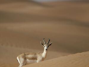 The Farasan Islands Gazelles are among the species given special protection by the Saudi Wildlife Authority (AFP/File)