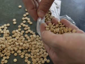 احباط محاولة تهريب 2434 كلغ من الحبوب المخدرة الى الاردن