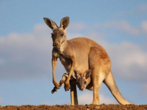The suspect allegedly planned to target police by packing a kangaroo full of bombs. (Twitter)