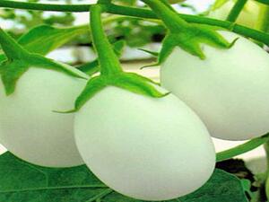 الصورة المزعوم أنها للبيض الزراعي