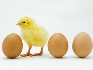 الدجاجة والبيضة