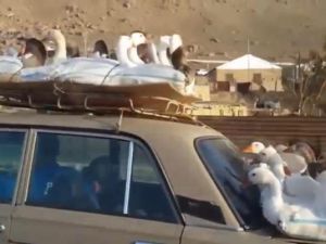 A quick-thinking passenger snapped a video of a man driving a car with several ducks strapped to the roof and back side of the car. (Screenshot)
