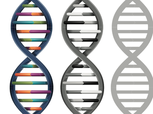 (Shutterstock/Juli Hansen)
