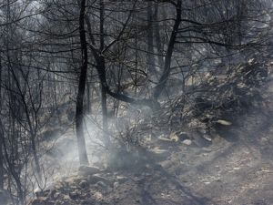 نجحت الامطار الغزيرة التي تساقطت على لبنان ليل الاثنين الثلاثاء في اطفاء الحرائق