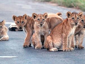 Lion cubs. (File)