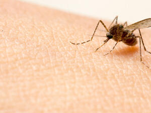 Mosquitos are the carrier of malaria plasmodium. (Shutterstock)