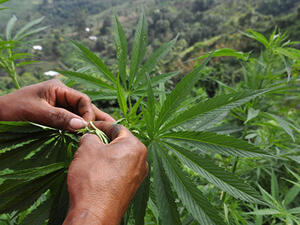 Marijuana will be made available to tens of thousands of people with 'chronic' symptoms. (AFP/File)