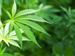 Marijuana is a growing problem in Israel. (Shutterstock)