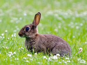 ارنب مش ديك