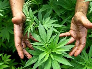 "الماريغوانا" تسبب الإصابة بالفصام والأزمات القلبية