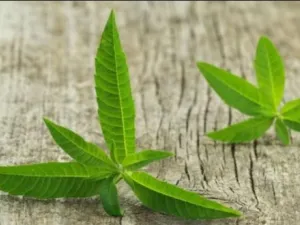 المليسة هي نوع نباتي عشبي معمّر يتبع للفصيلة الشفوية