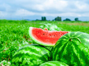 البطيخ واحد من فاكهة الصيف الأكثر شعبية ولذيذة
