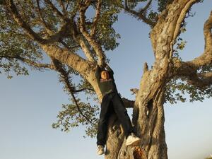 A Palestinian boy plays in an old tree east of Gaza City, near the Israeli border with the Gaza Strip, on April 3, 2013. (AFP PHOTO/MOHAMMED ABED)