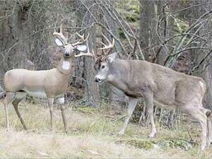 قبل البدء بالهجوم