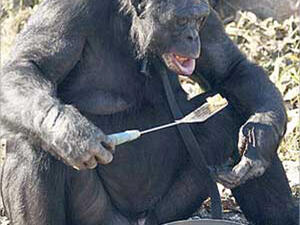 يقلي البرغر بالجبنة