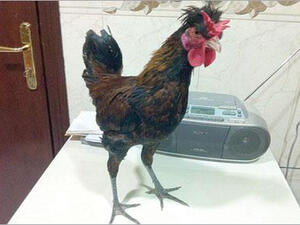 دجاجة شلق..!