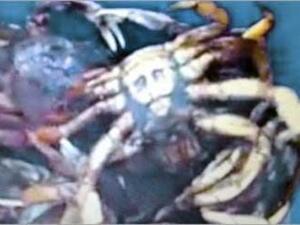 الصورة على بطن السلطعون