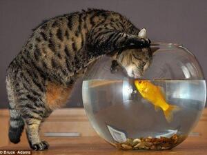 يقبل السمكة