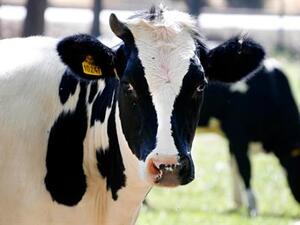 A cow grazes outside the factory in Deir Taanayel on Monday. Image courtesy of The Daily Star