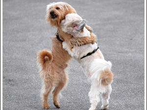 dance
