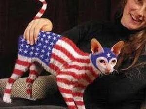 بماذا يذكركم هذا القط