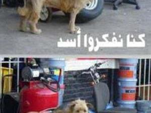 شيء بحير..