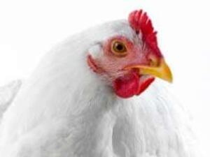 الدجاجة جيجو