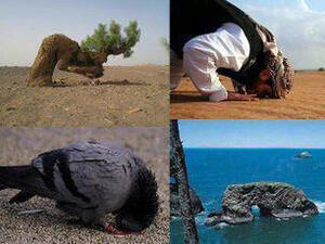 سجود