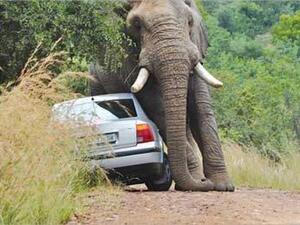 الفيل جاثم على السيارة