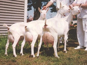 ماعز مع قهوة