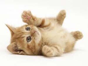 ذكر انثى .. مش مهم!