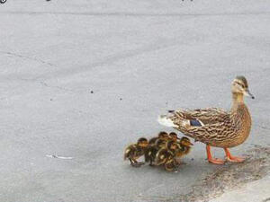 البطة مع صغارها في بداية جولتها 