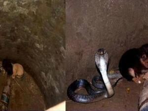 الجروان مع الكوبرا