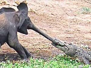 التمساح قابضاً على خرطوم الفيل الصغير