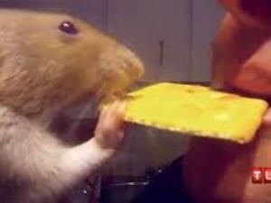 الصورة لسيدة بريطانية اخرى تفضل الفئران على زوجها