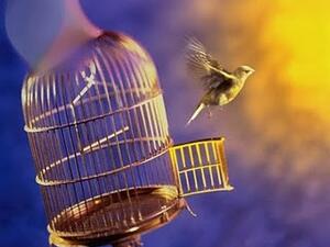 وطار العصفور