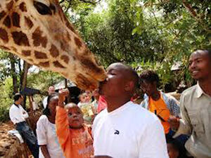 بوسة الزرافة