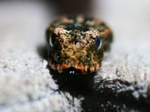 Shown for illustrative purposes. Shown for illustrative purposes.