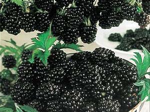 التُّوت الأسود يُعتبر بمثابة الحياة للشَّعر القصير؛ لأنَّ الأحماض الأمينيَّة الموجودة فيه، والتي تُقدَّر بـ 19 حمضاً أمينيّاً تمثِّل أهم المغذِّيات للشَّعر