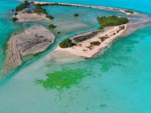 Bi Tinah Island, Abu Dhabi, is a habitat for groups of plant and animal species such as coral reefs, dugongs, natural mangroves, hawksbill turtles, dolphins, ospreys and socotra cormorants.