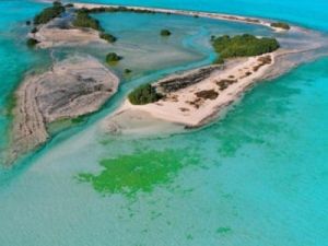 Bi Tinah Island, Abu Dhabi, is a habitat for groups of plant and animal species such as coral reefs, dugongs, natural mangroves, hawksbill turtles, dolphins, ospreys and socotra cormorants. Bi Tinah Island, Abu Dhabi, is a habitat for groups of plant and animal species such as coral reefs, dugongs, natural mangroves, hawksbill turtles, dolphins, ospreys and socotra cormorants.